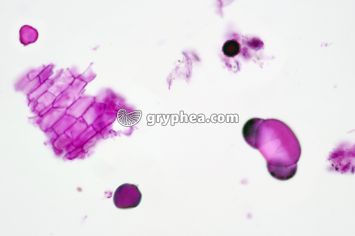 Pollens extraits de tourbe x100 - gryphea.org